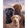 3 Labradors, Diamond Painting