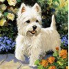 West Highland White Terrier, Diamond Painting