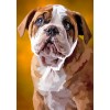 Engelse Bulldog, Exclusieve Diamond Painting