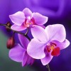 Orchidee, Diamond Painting