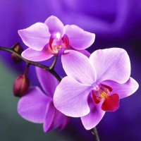 Orchidee, Diamond Paintin...
